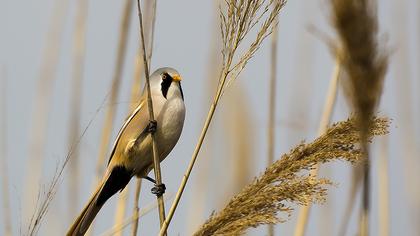 Bıyıklı baştankara
