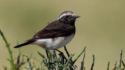 Kıbrıs kuyrukkakanı