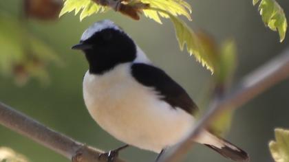 Karakulaklı kuyrukkakan