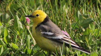 Sarıbaşlı kuyruksallayan