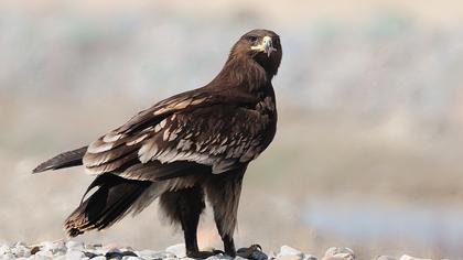 Büyük orman kartalı