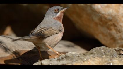 Bıyıklı ötleğen