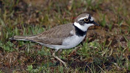 Halkalı küçük cılıbıt