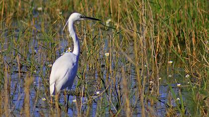 Küçük ak balıkçıl
