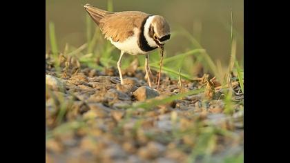 Halkalı küçük cılıbıt