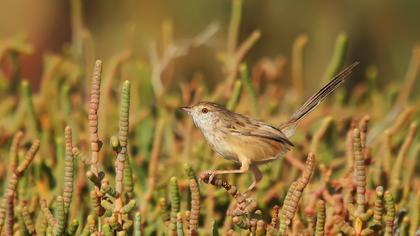 Dikkuyruklu ötleğen