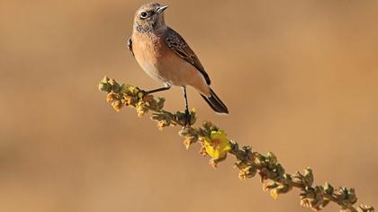 Karakulaklı kuyrukkakan