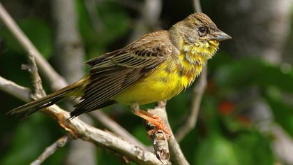 Karabaşlı kirazkuşu