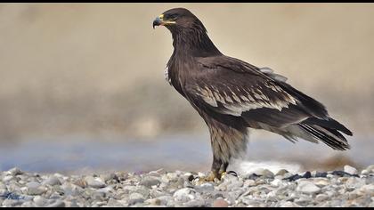 Büyük orman kartalı