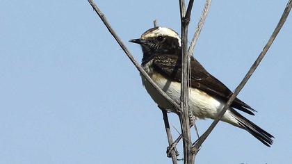 Kıbrıs kuyrukkakanı