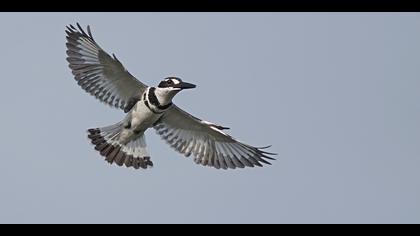 Alaca yalıçapkını