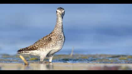 Orman düdükçünü