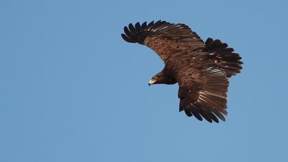 Büyük orman kartalı