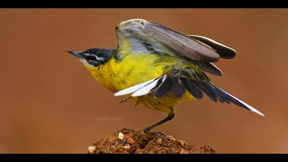 Sarı kuyruksallayan