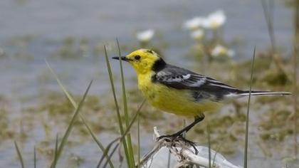 Sarıbaşlı kuyruksallayan