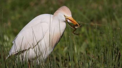 Sığır balıkçılı