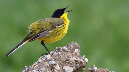 Sarı kuyruksallayan