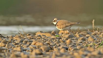 Halkalı küçük cılıbıt