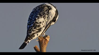 Alaca yalıçapkını