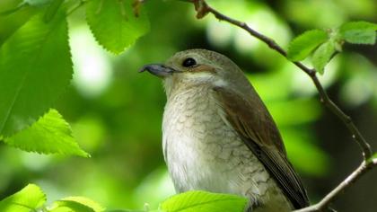 Kızılsırtlı örümcekkuşu