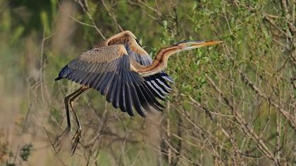 Erguvani balıkçıl