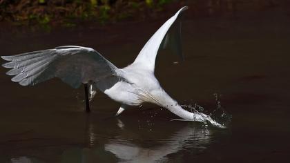 Küçük ak balıkçıl