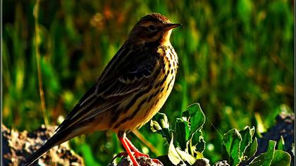 Kızılgerdanlı incirkuşu