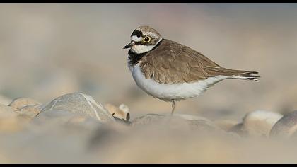 Halkalı küçük cılıbıt