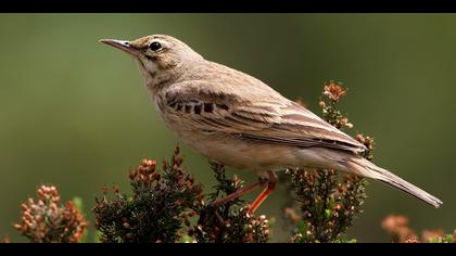 Kır incirkuşu » Tawny Pipit » Anthus campestris
