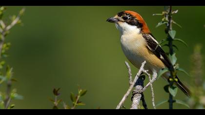Kızılbaşlı örümcekkuşu