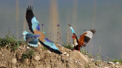 İzmir yalıçapkını