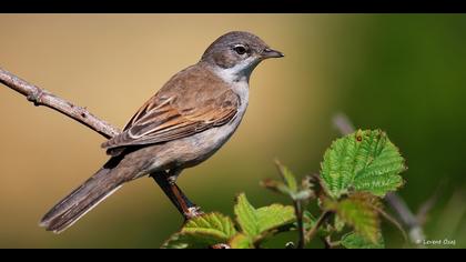 Akgerdanlı ötleğen
