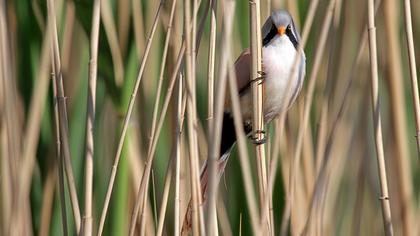 Bıyıklı baştankara