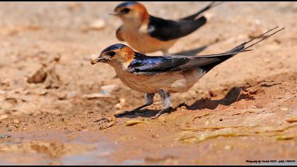 Kızıl kırlangıç