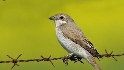 Kızılsırtlı örümcekkuşu
