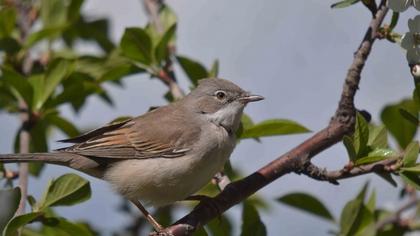 Akgerdanlı ötleğen