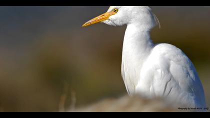 Sığır balıkçılı