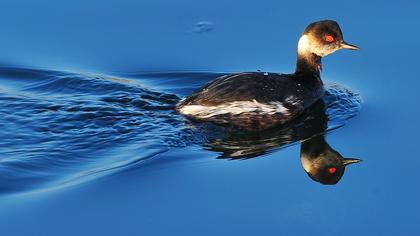 Karaboyunlu batağan