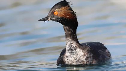 Karaboyunlu batağan