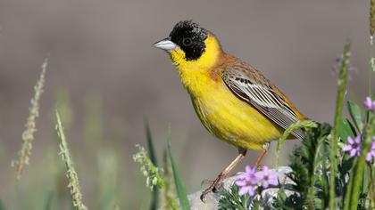 Karabaşlı kirazkuşu