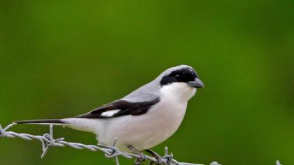 Karaalınlı örümcekkuşu