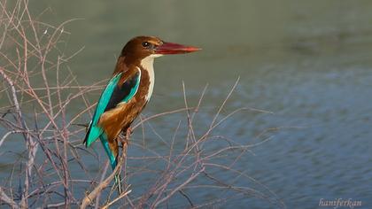 İzmir yalıçapkını