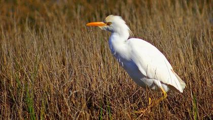 Sığır balıkçılı