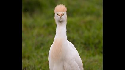 Sığır balıkçılı