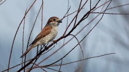 Kızılsırtlı örümcekkuşu
