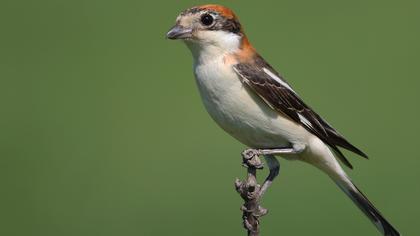 Kızılbaşlı örümcekkuşu