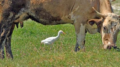 Sığır balıkçılı