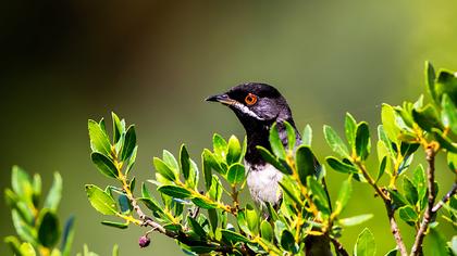 Karaboğazlı ötleğen