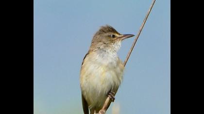 Büyük kamışçın