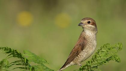 Kızılsırtlı örümcekkuşu